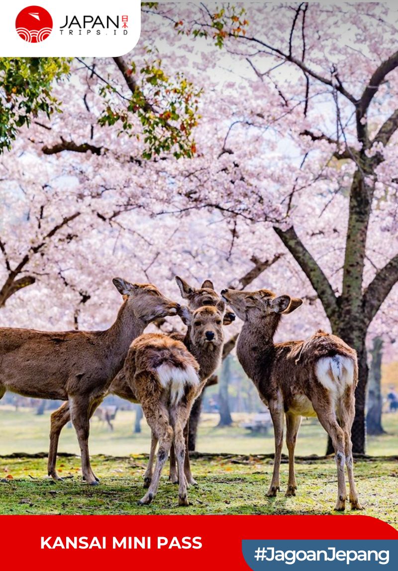 Kansai Mini Pass 3 Days | JR Osaka Nara Kyoto Kobe