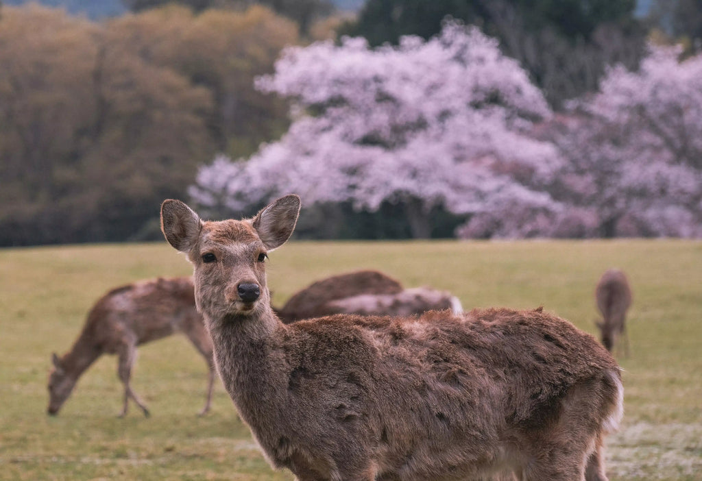 Nara Prefecture