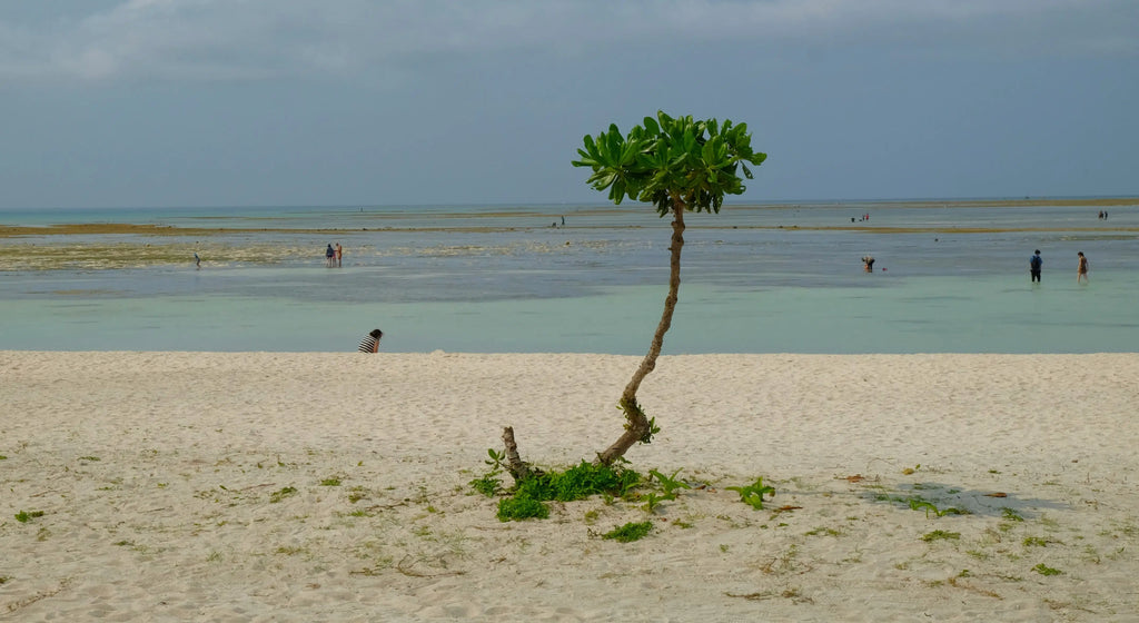 Okinawa Islands