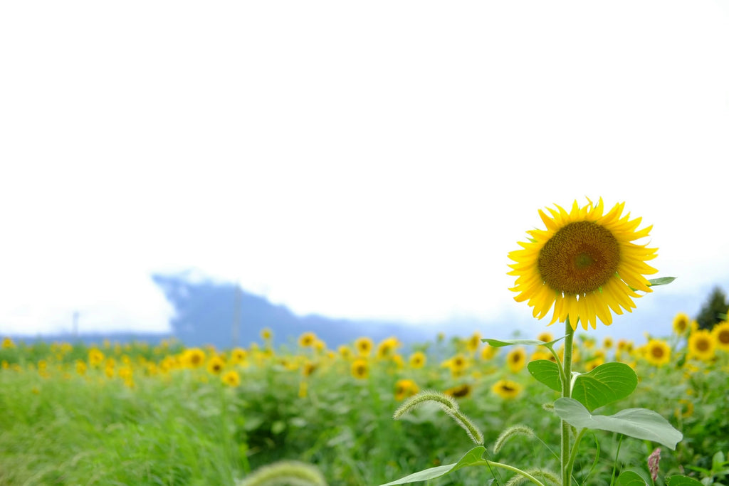 Image Banner