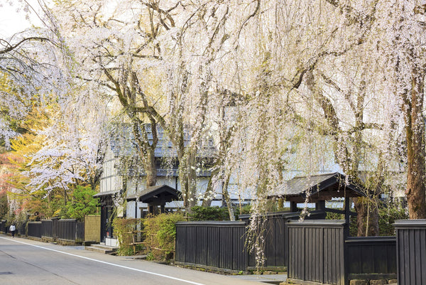 Kakunodate Samurai District | Kakunodate